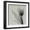 Tulip-Marianne Haas-Framed Art Print