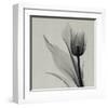 Tulip-Marianne Haas-Framed Art Print