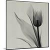 Tulip-Marianne Haas-Mounted Art Print