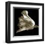 Tulip-Michael Harrison-Framed Giclee Print