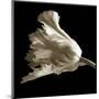 Tulip-Michael Harrison-Mounted Giclee Print