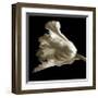 Tulip-Michael Harrison-Framed Giclee Print