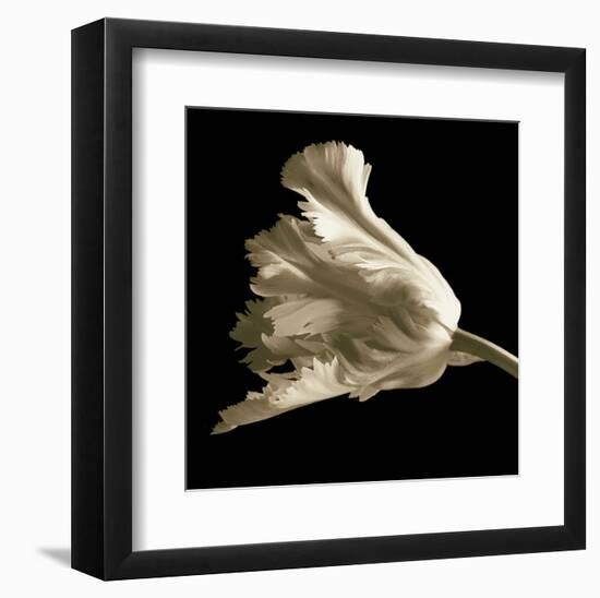 Tulip-Michael Harrison-Framed Art Print