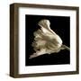 Tulip-Michael Harrison-Framed Art Print