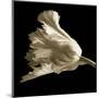 Tulip-Michael Harrison-Mounted Art Print