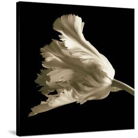Tulip-Michael Harrison-Stretched Canvas
