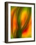 Tulip-Ursula Abresch-Framed Photographic Print