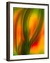 Tulip-Ursula Abresch-Framed Photographic Print