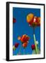 Tulip.-Nico Tondini-Framed Photographic Print