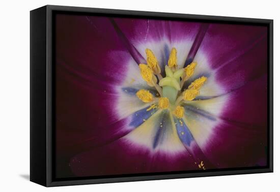 Tulip-DLILLC-Framed Stretched Canvas