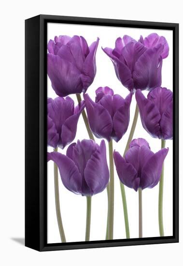 Tulip-_Vilor-Framed Stretched Canvas