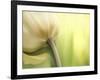 Tulip-Irene Suchocki-Framed Photographic Print