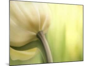 Tulip-Irene Suchocki-Mounted Photographic Print