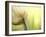 Tulip-Irene Suchocki-Framed Photographic Print