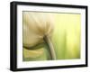 Tulip-Irene Suchocki-Framed Photographic Print