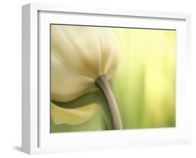 Tulip-Irene Suchocki-Framed Photographic Print