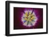 Tulip-DLILLC-Framed Photographic Print