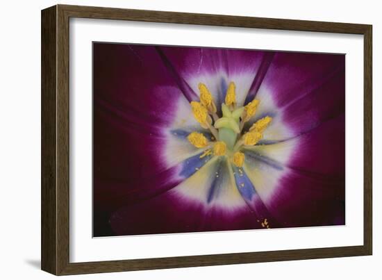 Tulip-DLILLC-Framed Photographic Print