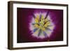 Tulip-DLILLC-Framed Photographic Print