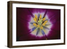 Tulip-DLILLC-Framed Photographic Print