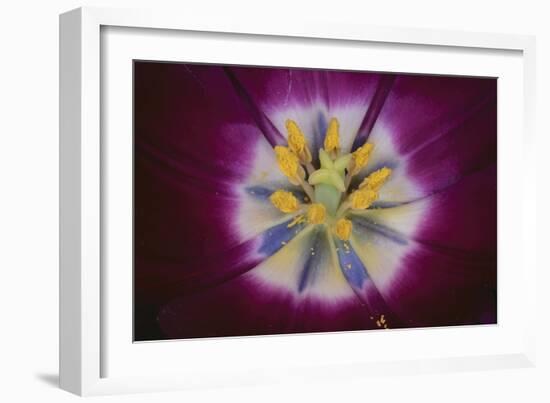 Tulip-DLILLC-Framed Photographic Print