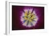 Tulip-DLILLC-Framed Photographic Print