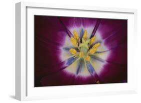 Tulip-DLILLC-Framed Photographic Print