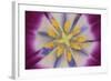 Tulip-DLILLC-Framed Photographic Print