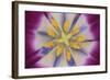 Tulip-DLILLC-Framed Photographic Print