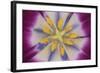 Tulip-DLILLC-Framed Photographic Print