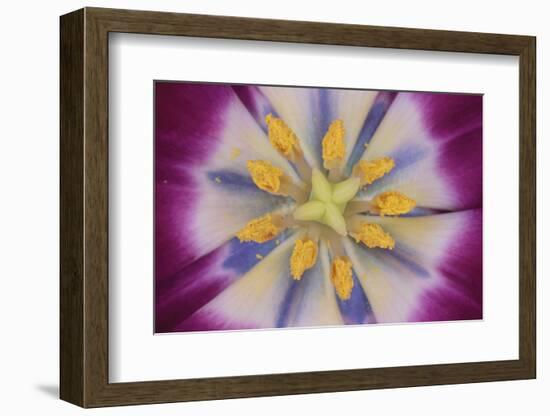 Tulip-DLILLC-Framed Photographic Print