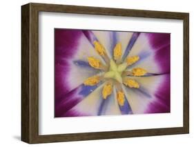 Tulip-DLILLC-Framed Photographic Print