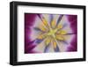 Tulip-DLILLC-Framed Photographic Print