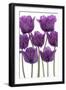 Tulip-_Vilor-Framed Photographic Print