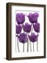 Tulip-_Vilor-Framed Photographic Print