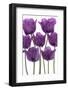 Tulip-_Vilor-Framed Photographic Print