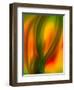 Tulip-Ursula Abresch-Framed Photographic Print