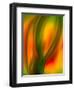 Tulip-Ursula Abresch-Framed Photographic Print