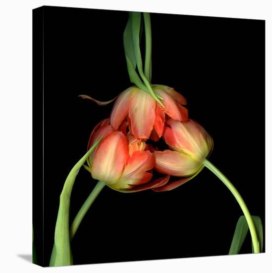 tulip-Magda Indigo-Stretched Canvas