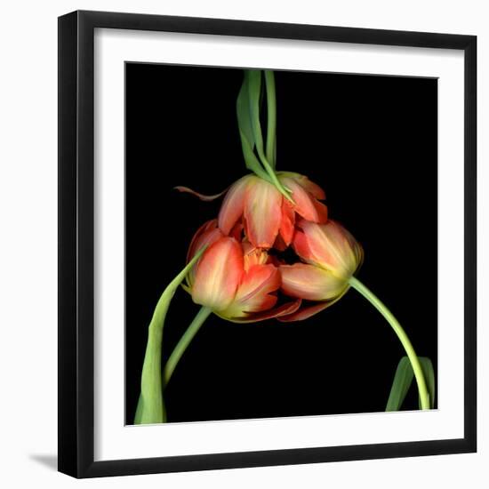 tulip-Magda Indigo-Framed Photographic Print