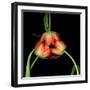 tulip-Magda Indigo-Framed Photographic Print