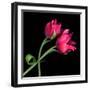 tulip-Magda Indigo-Framed Photographic Print