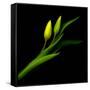 tulip-Magda Indigo-Framed Stretched Canvas