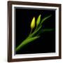 tulip-Magda Indigo-Framed Photographic Print