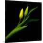 tulip-Magda Indigo-Mounted Photographic Print