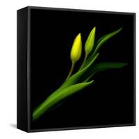 tulip-Magda Indigo-Framed Stretched Canvas