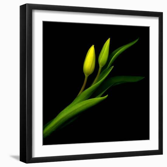 tulip-Magda Indigo-Framed Photographic Print