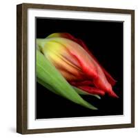 tulip-Magda Indigo-Framed Photographic Print