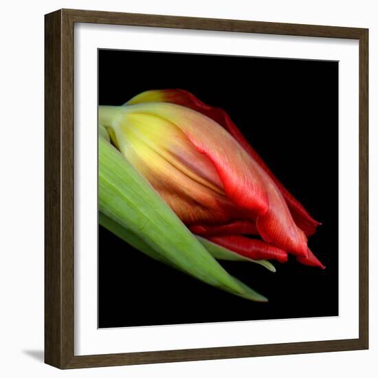 tulip-Magda Indigo-Framed Photographic Print