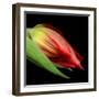 tulip-Magda Indigo-Framed Photographic Print